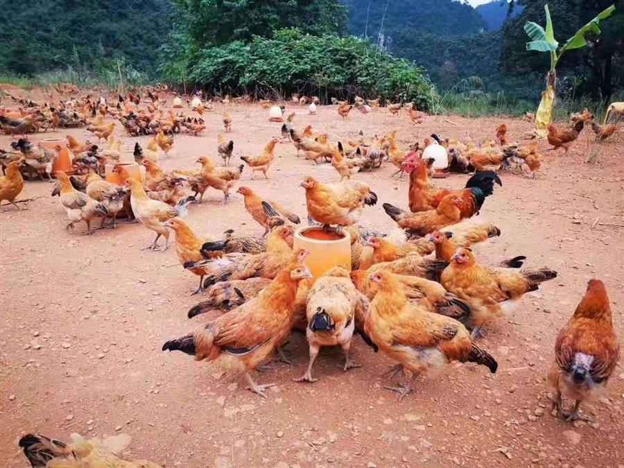 �������ǲ���(�й���½) - �ٷ���վ