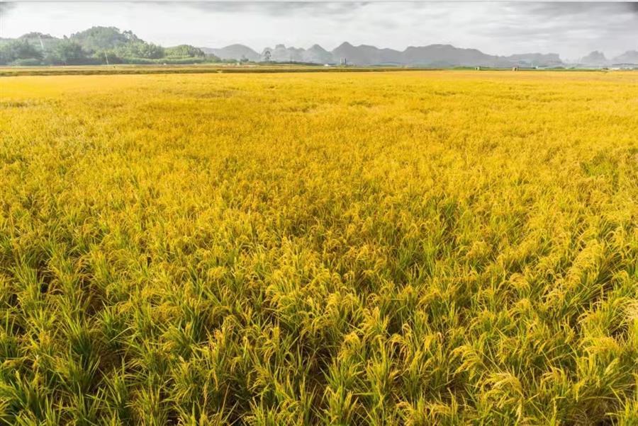 �������ǲ���(�й���½) - �ٷ���վ